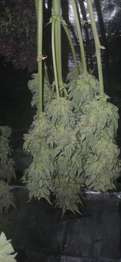 Banana Purple /GorillaZ/West Coast OG. Week 11