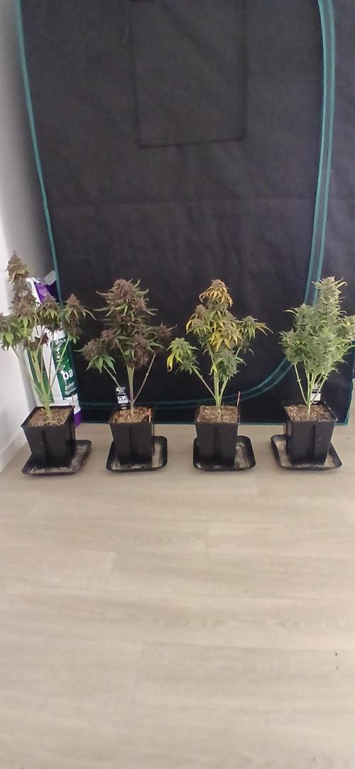 Banana Purple /GorillaZ/West Coast OG. Week 11