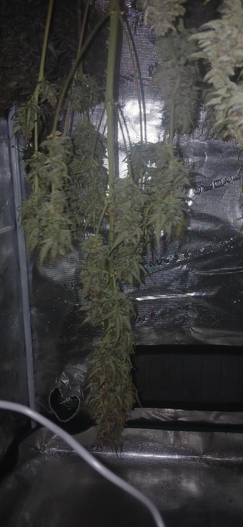 Banana Purple /GorillaZ/West Coast OG. Week 11