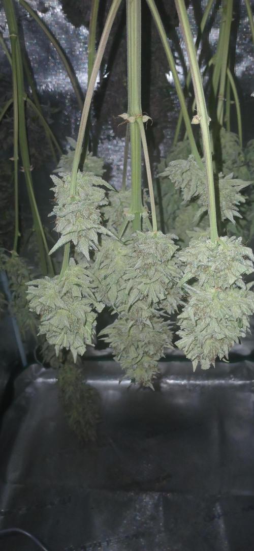 Banana Purple /GorillaZ/West Coast OG. Week 11