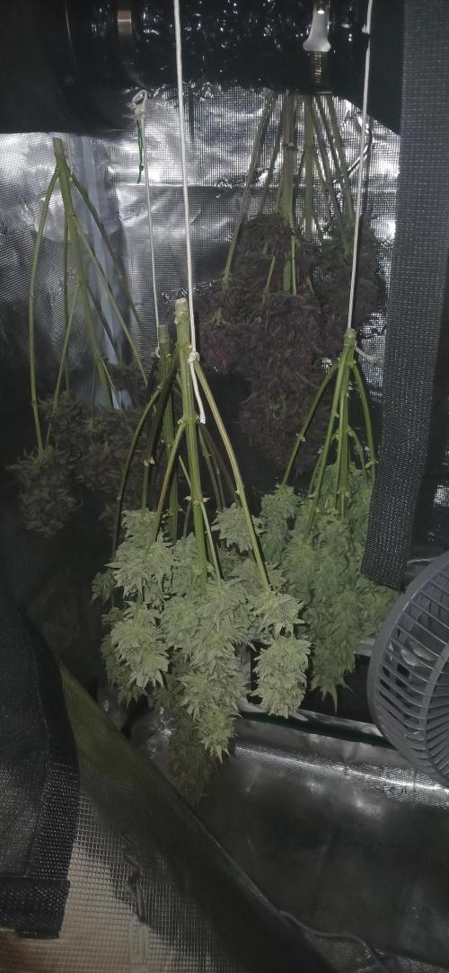 Banana Purple /GorillaZ/West Coast OG. Week 11