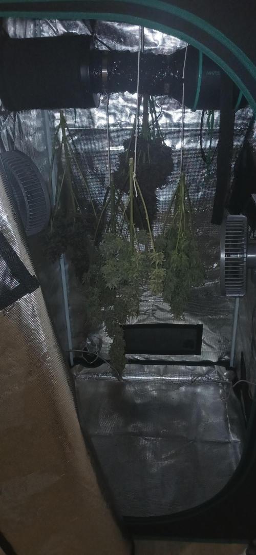 Banana Purple /GorillaZ/West Coast OG. Week 11