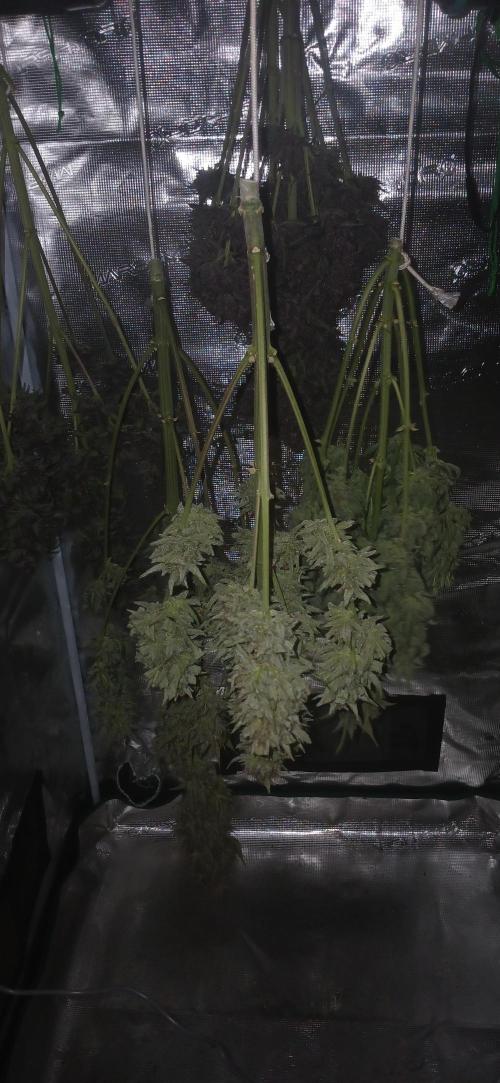 Banana Purple /GorillaZ/West Coast OG. Week 11