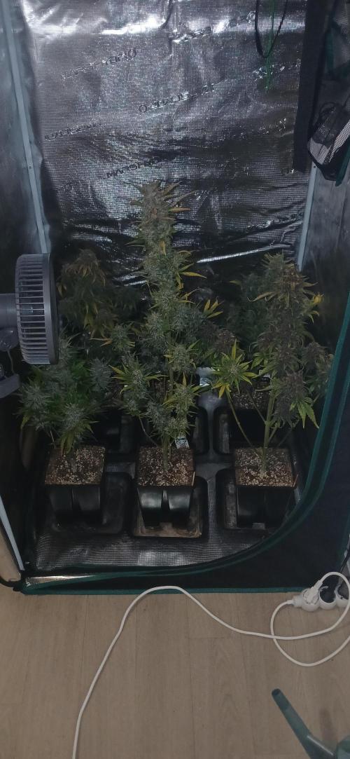 Banana Purple /GorillaZ/West Coast OG. Week 11