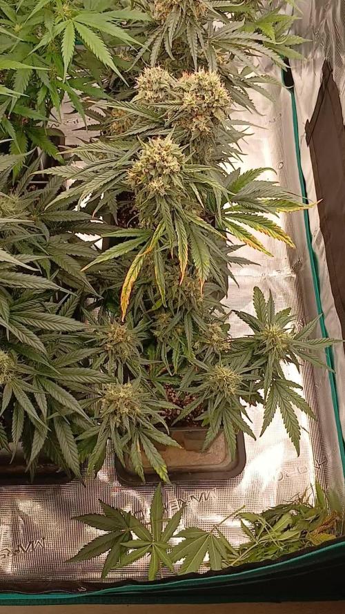 Kiwi x Papaya test