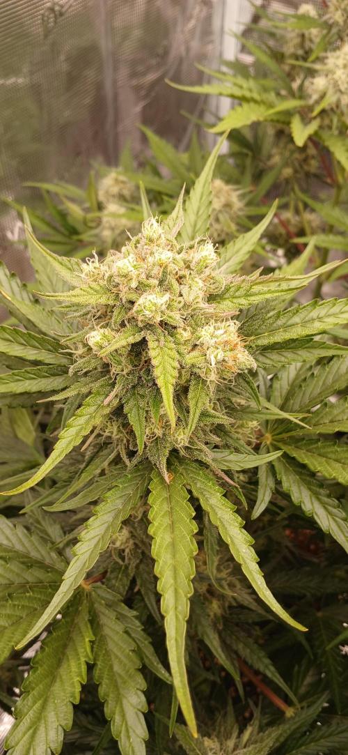 Kiwi x Papaya test. Week 8