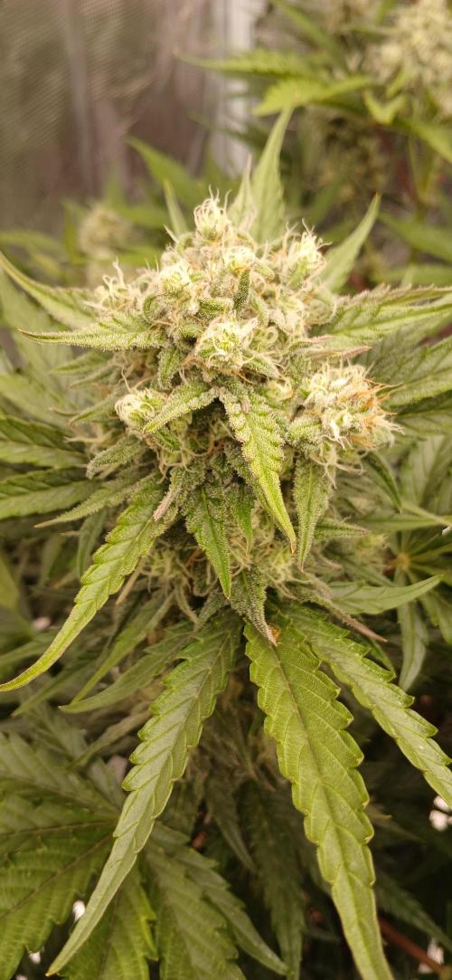 Kiwi x Papaya test. Week 8 - cream and butter