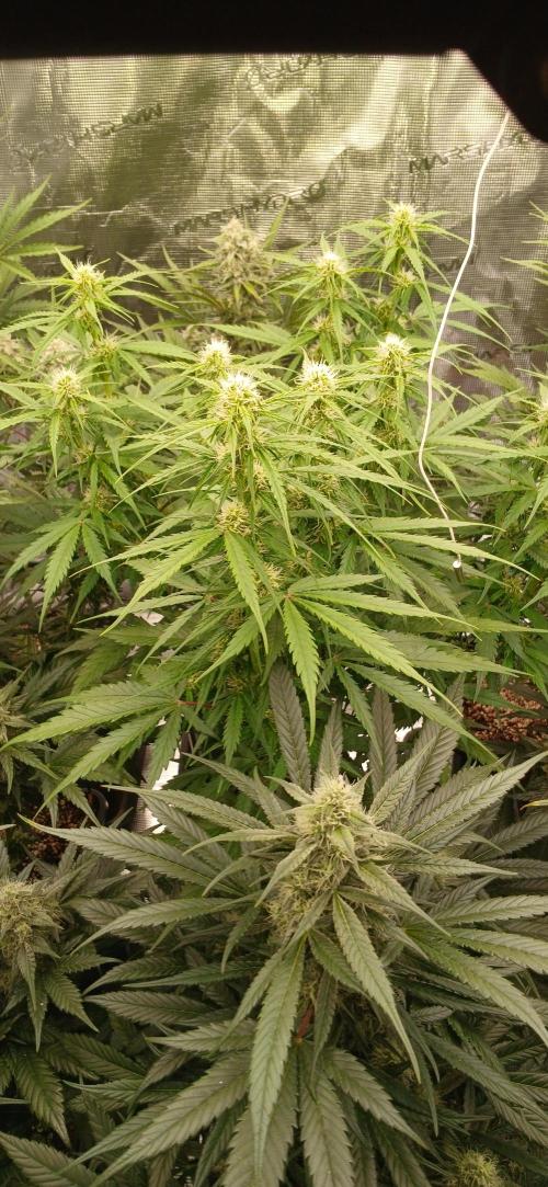 Kiwi x Papaya test. Week 8