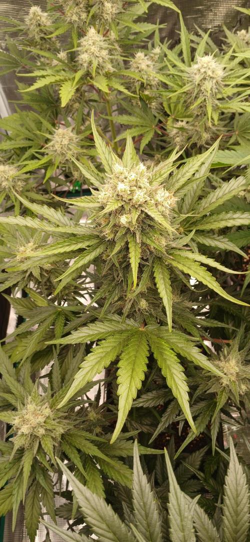 Kiwi x Papaya test. Week 8 - butter and cream