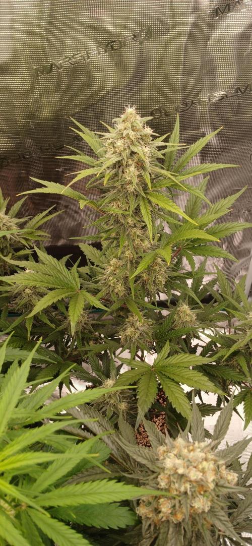 Kiwi x Papaya test. Week 8