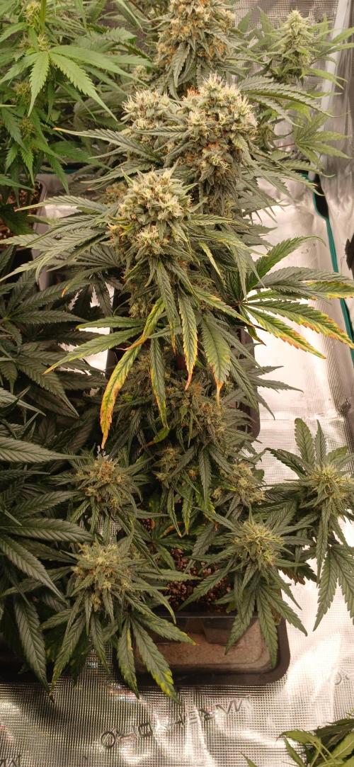 Kiwi x Papaya test. Week 8