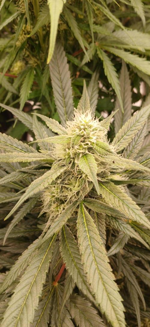 Kiwi x Papaya test. Week 8