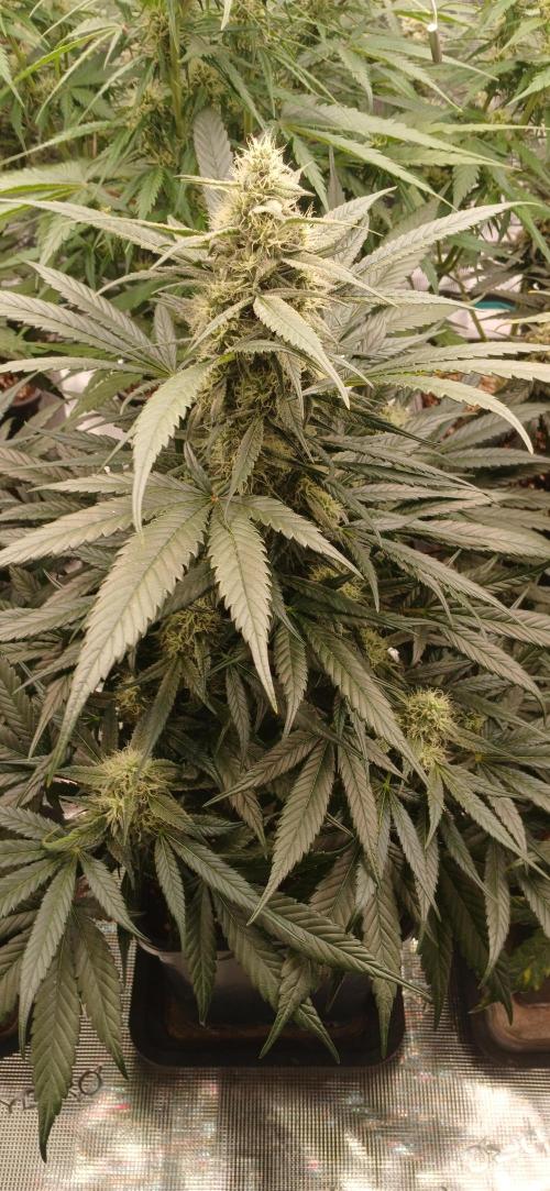 Kiwi x Papaya test. Week 8