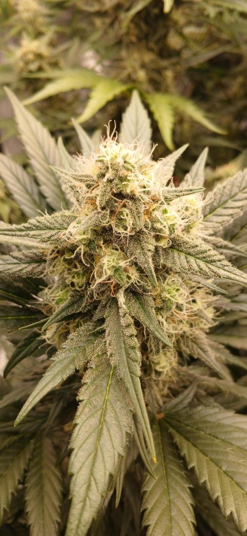 Kiwi x Papaya test. Week 8