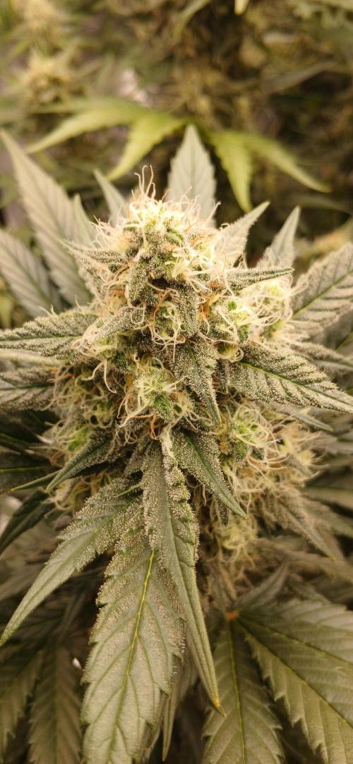 Kiwi x Papaya test. Week 8