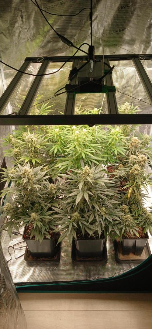 Kiwi x Papaya test. Week 8