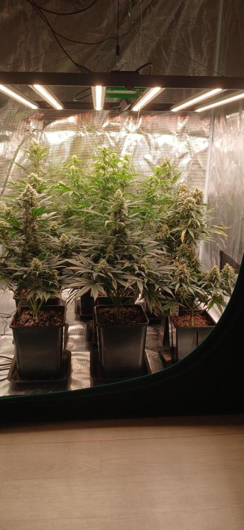 Kiwi x Papaya test. Week 8