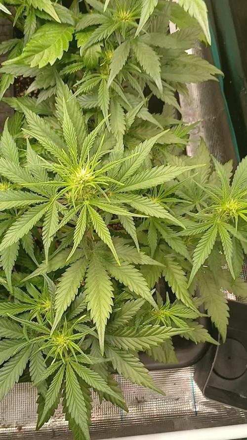 Fast Bud mix auto
