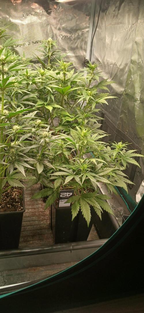 Fast Bud mix auto. Week 4