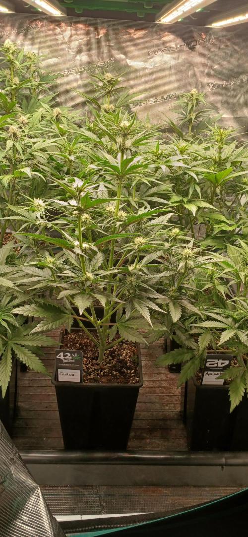 Fast Bud mix auto. Week 4