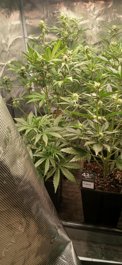 Fast Bud mix auto. Week 4