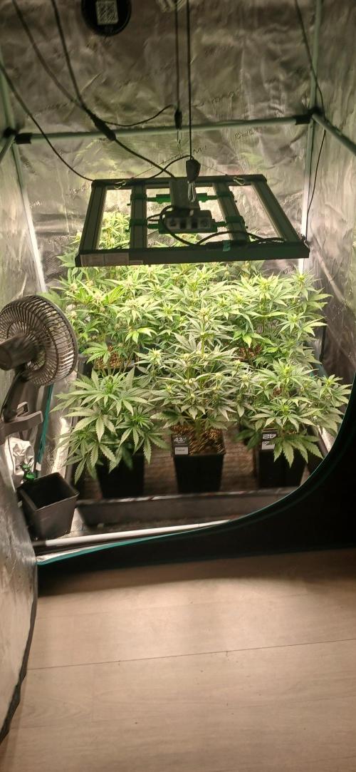 Fast Bud mix auto. Week 4