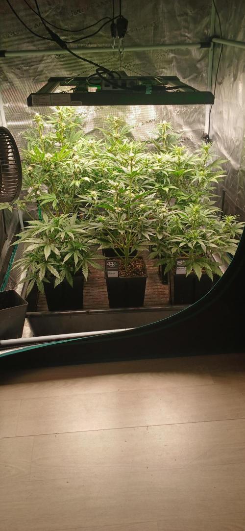 Fast Bud mix auto. Week 4