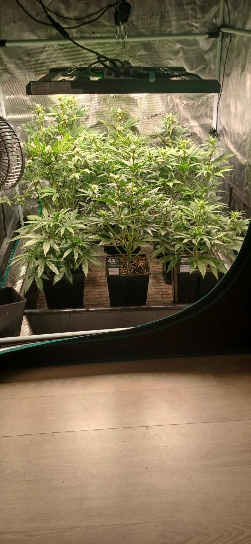 Fast Bud mix auto. Week 4