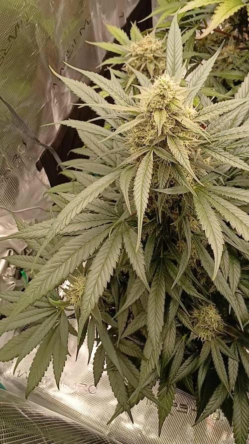Kiwi x Papaya test