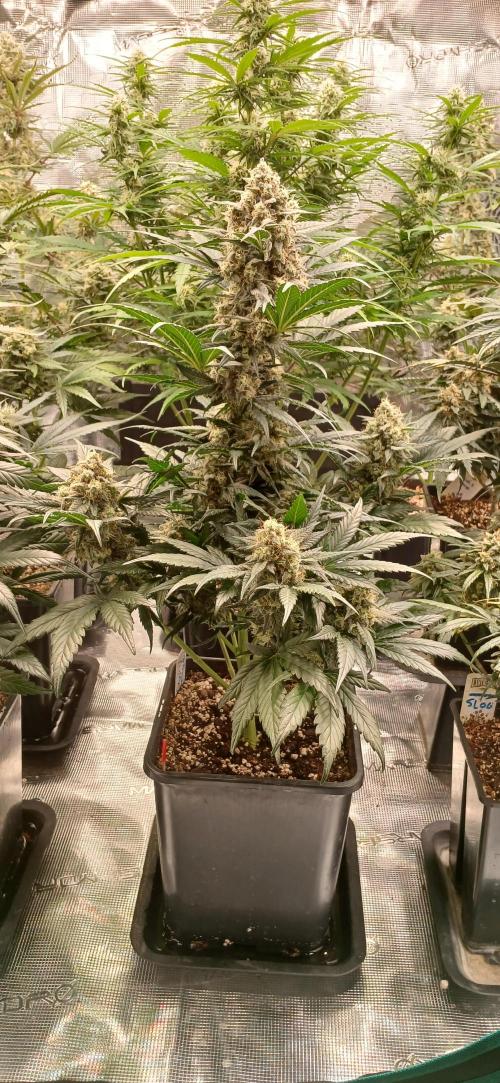 Kiwi x Papaya test. Week 9