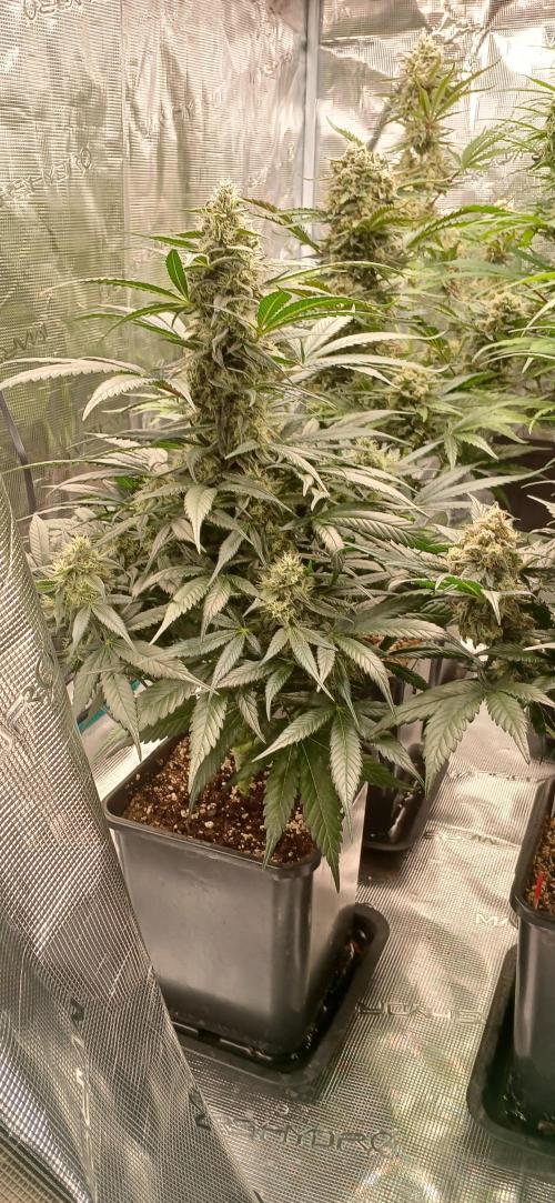 Kiwi x Papaya test. Week 9