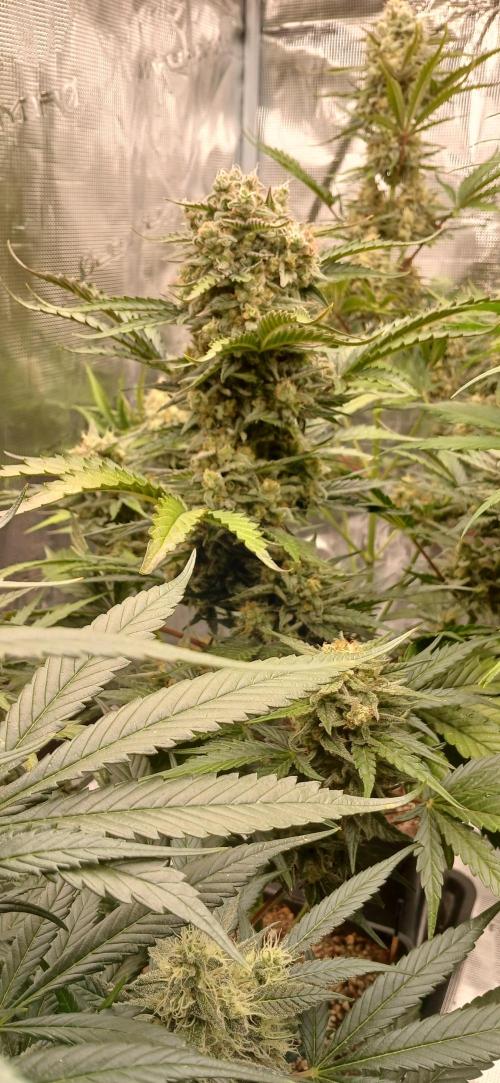 Kiwi x Papaya test. Week 9