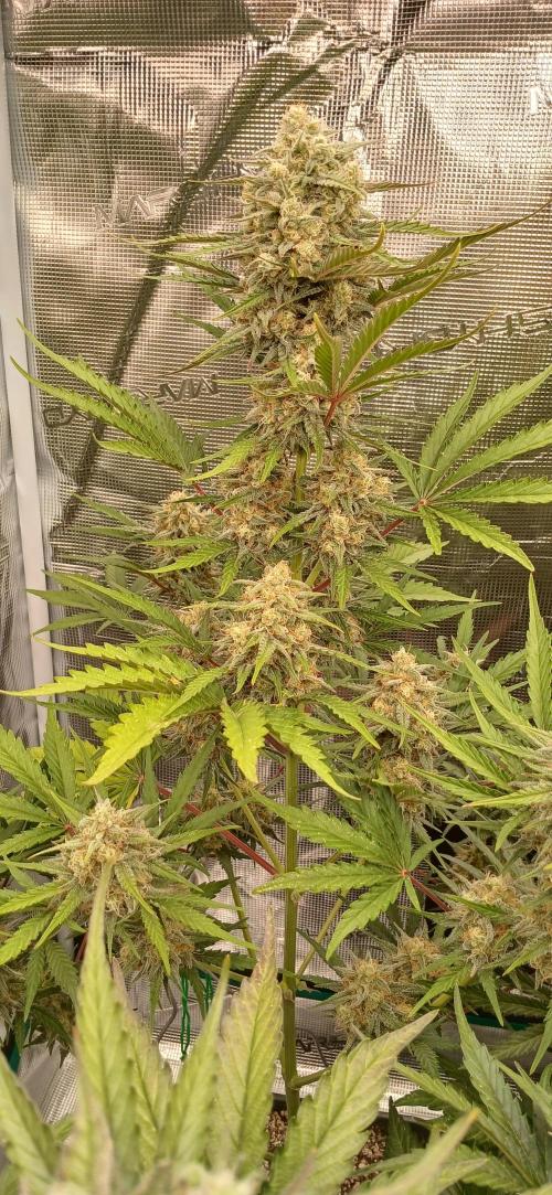 Kiwi x Papaya test. Week 9