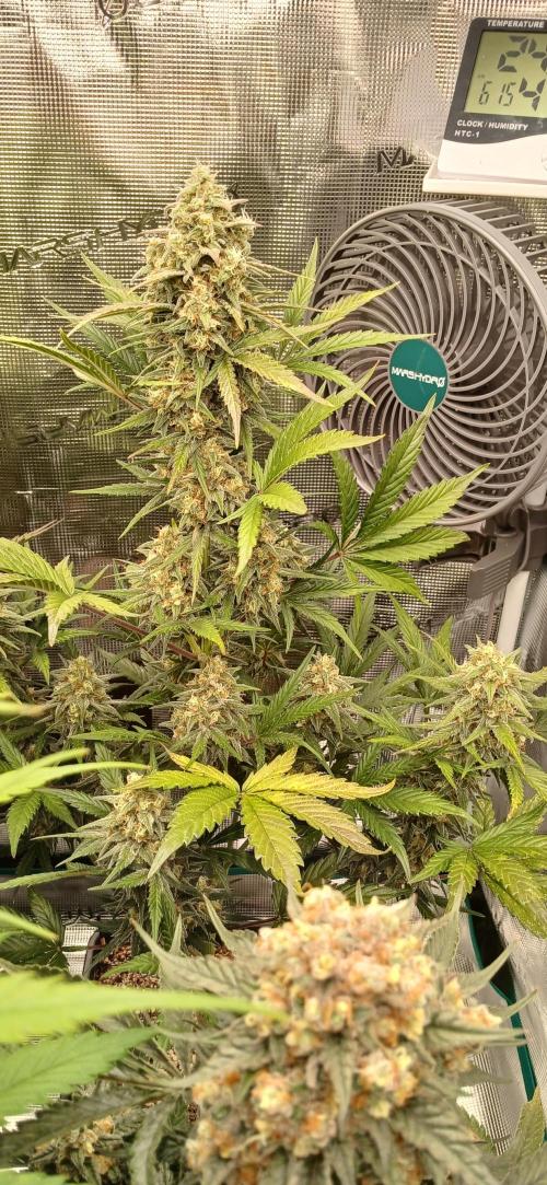 Kiwi x Papaya test. Week 9