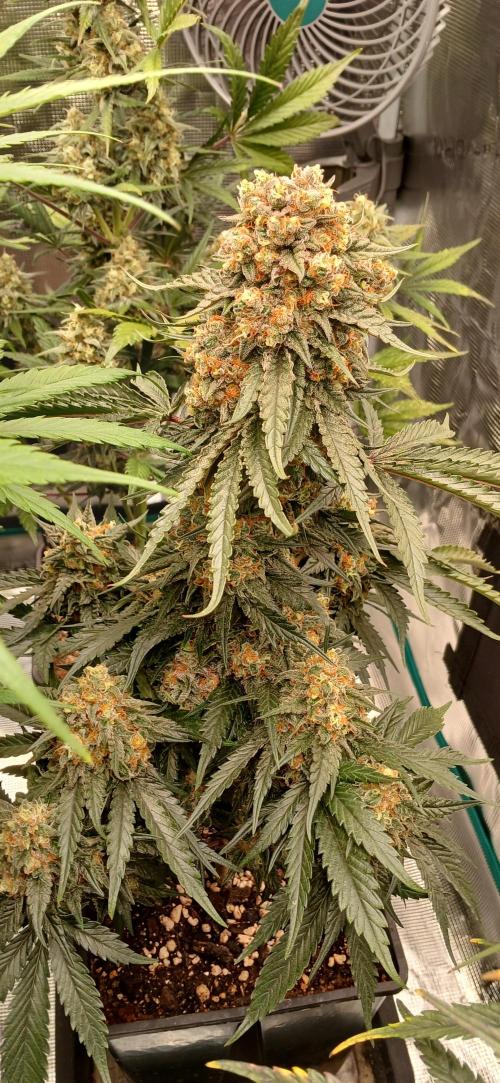 Kiwi x Papaya test. Week 9