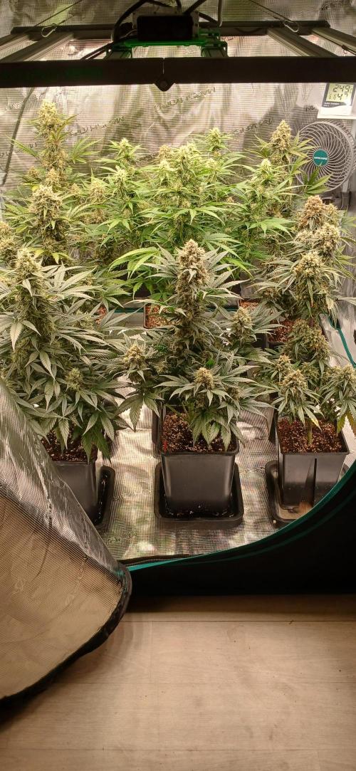 Kiwi x Papaya test. Week 9