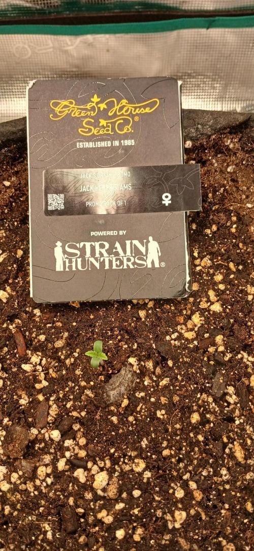 Jack’s Dreams GHS. Week 0