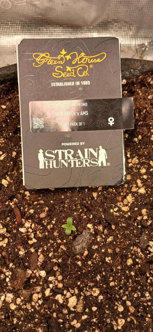 Jack’s Dreams GHS. Week 0