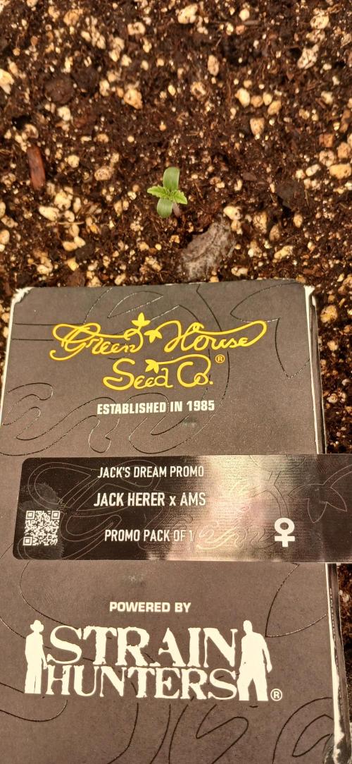 Jack’s Dreams GHS. Week 0