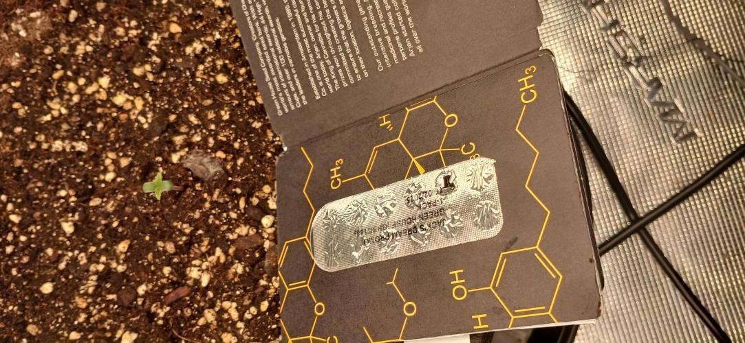 Jack’s Dreams GHS. Week 0