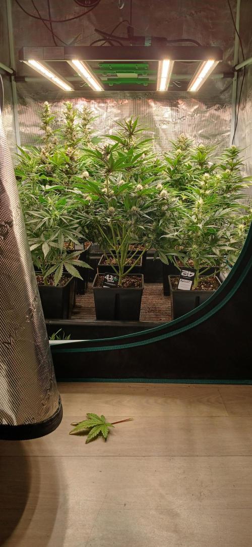 Fast Bud mix auto. Week 5