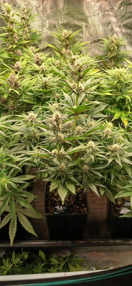 Fast Bud mix auto. Week 5