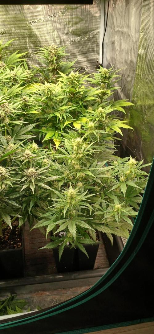 Fast Bud mix auto. Week 5