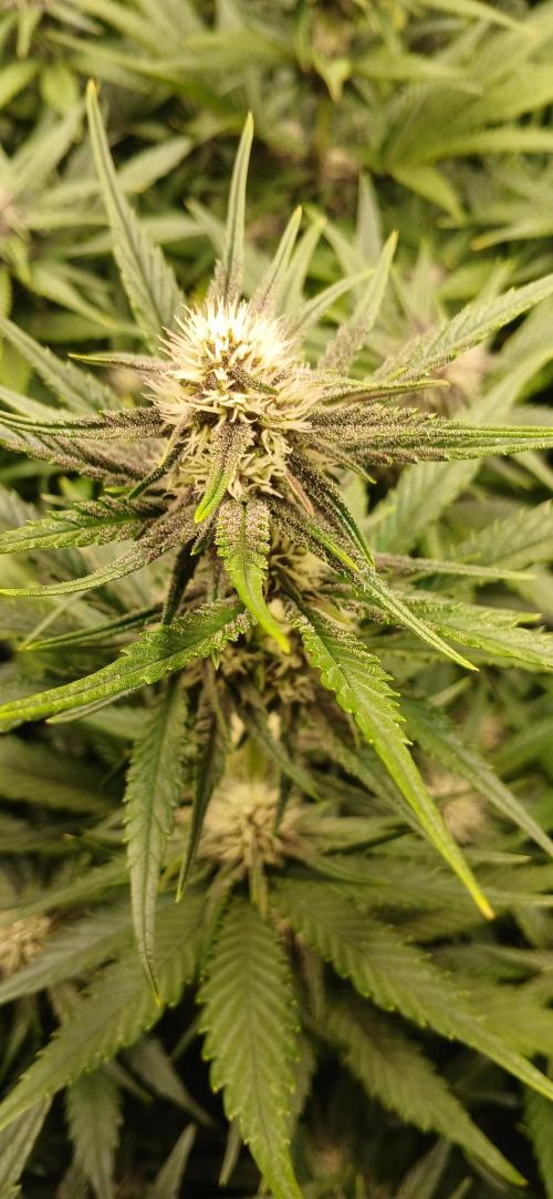 Fast Bud mix auto. Week 5