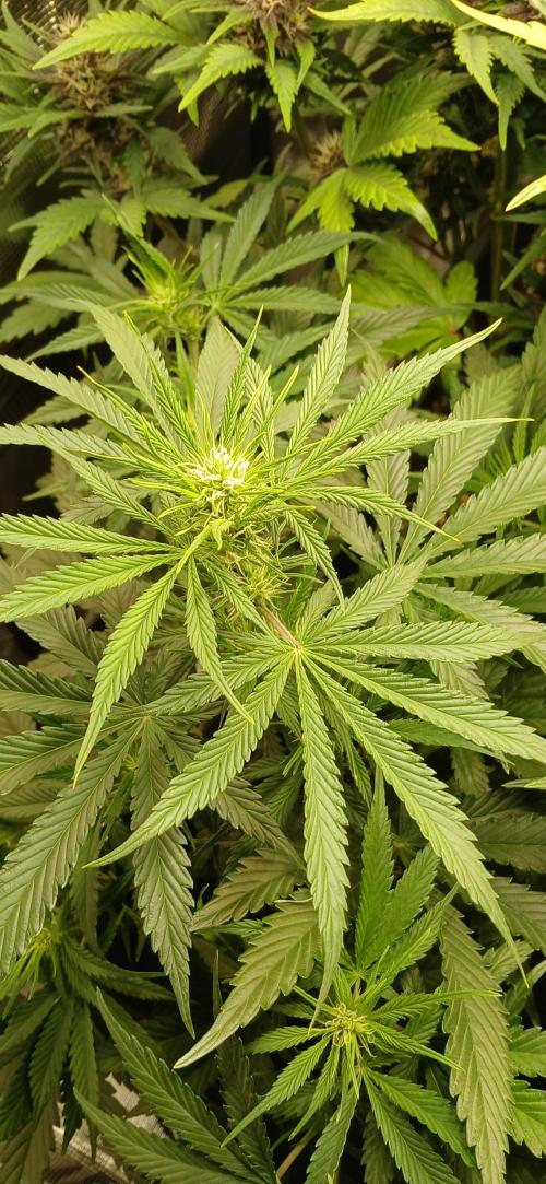 Fast Bud mix auto. Week 5