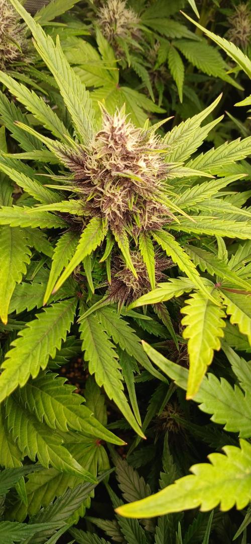 Fast Bud mix auto. Week 5