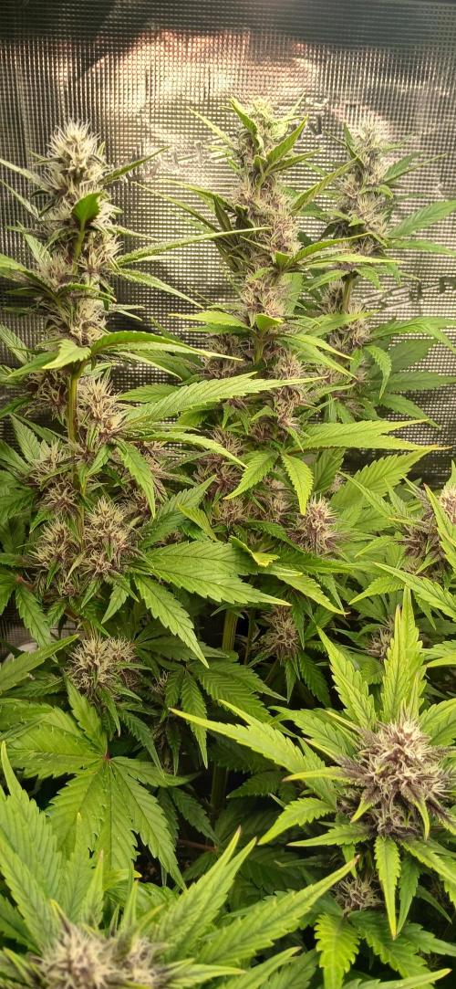 Fast Bud mix auto. Week 5