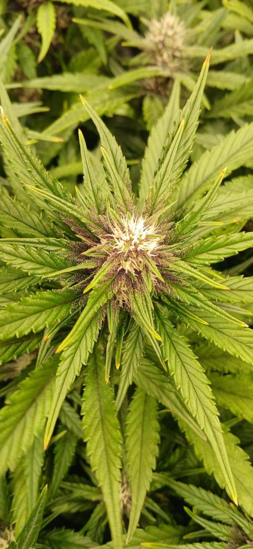 Fast Bud mix auto. Week 5