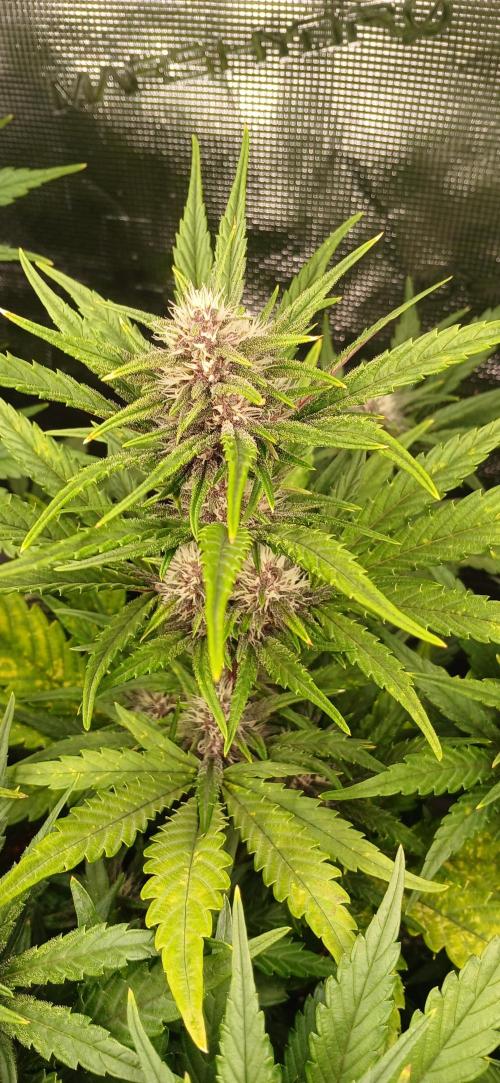 Fast Bud mix auto. Week 5