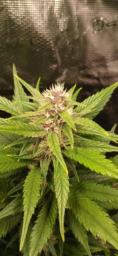 Fast Bud mix auto. Week 5